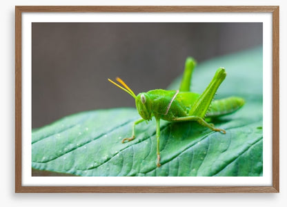 Insects