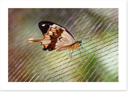 Insects