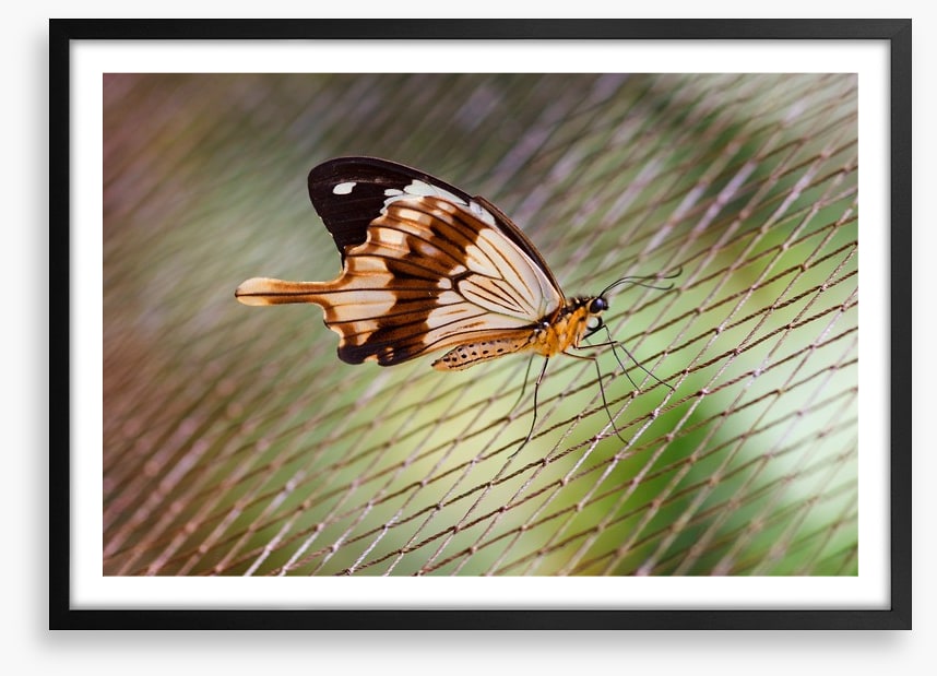 Insects