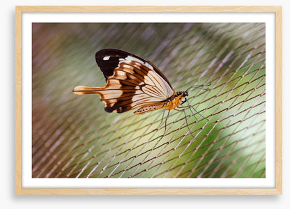 Insects