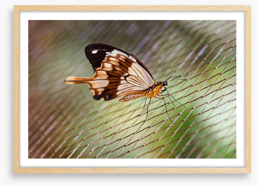 Insects