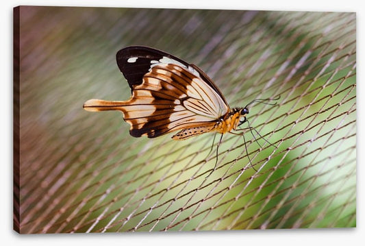 Insects