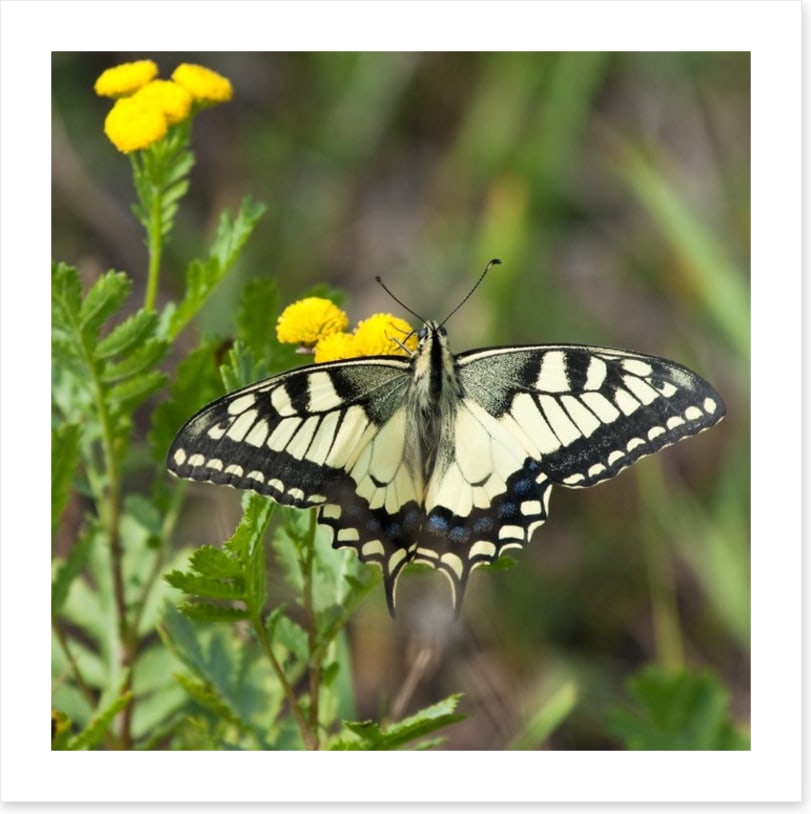 Insects