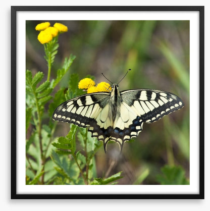 Insects