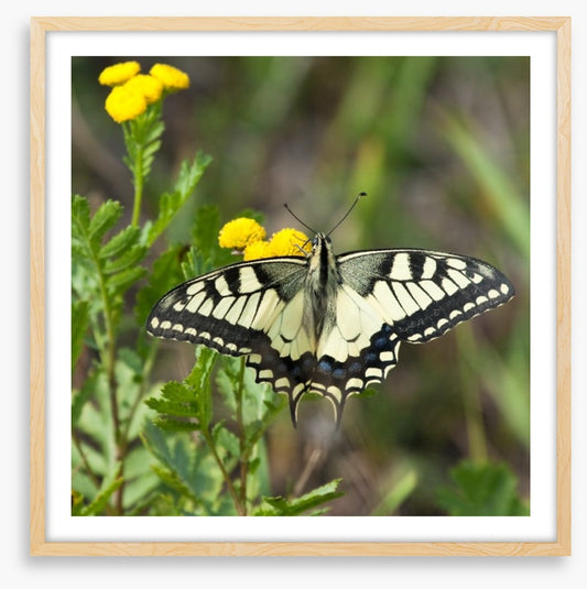 Insects