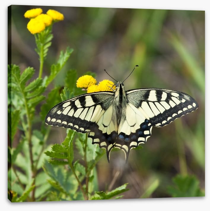 Insects