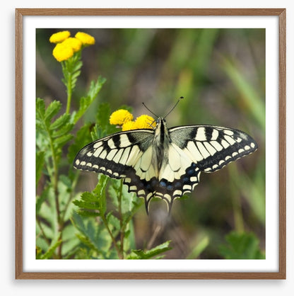 Insects