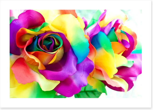 Rainbow roses
