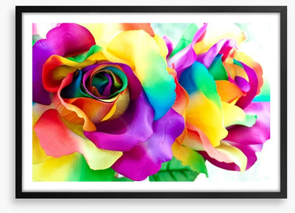 Rainbow roses