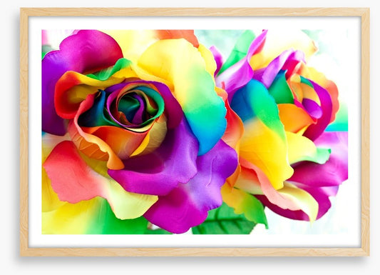 Rainbow roses
