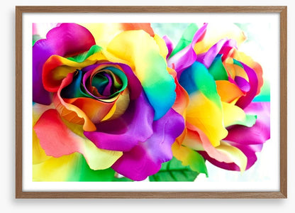 Rainbow roses