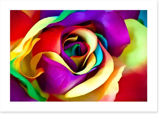 Spectacular rainbow rose