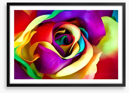 Spectacular rainbow rose