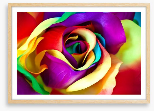 Spectacular rainbow rose