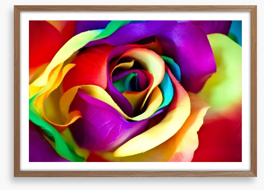Spectacular rainbow rose