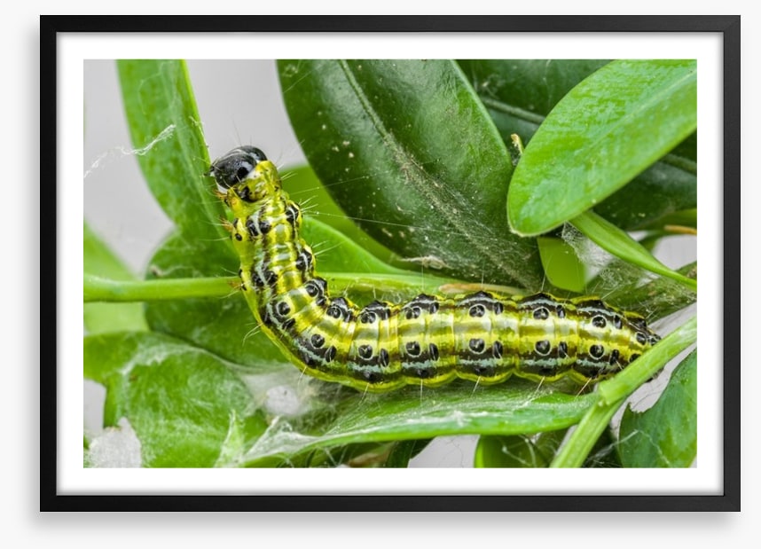 Insects