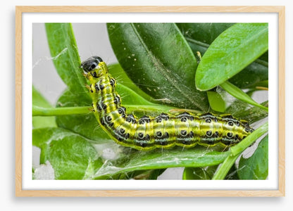 Insects