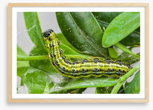 Insects