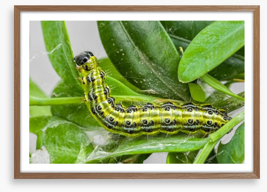 Insects
