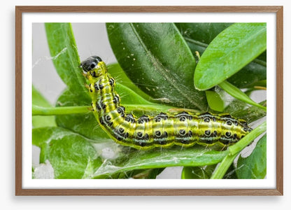 Insects