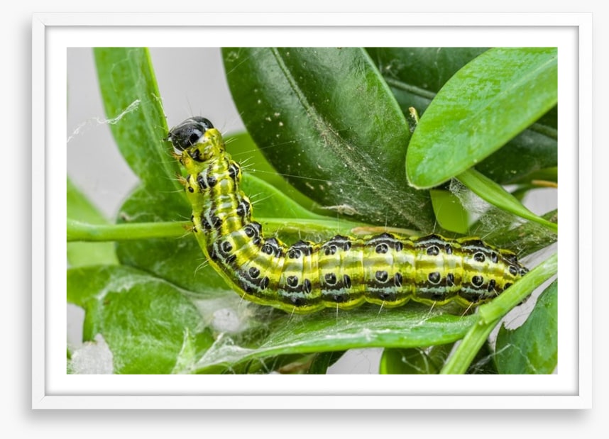 Insects