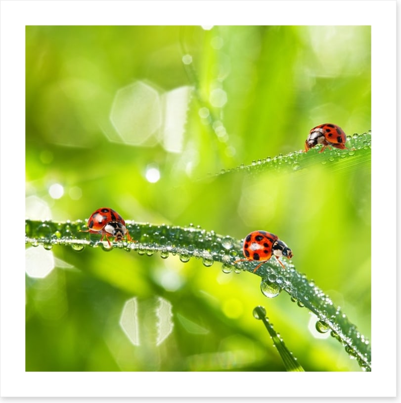 Insects