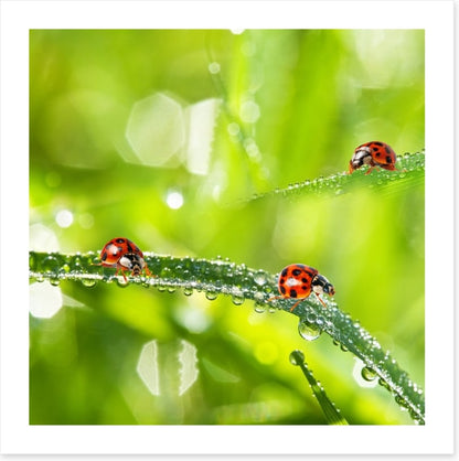 Insects