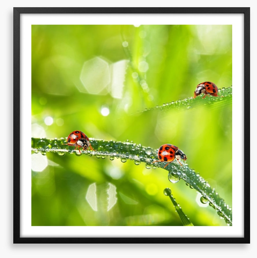 Insects