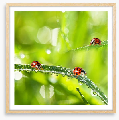 Insects