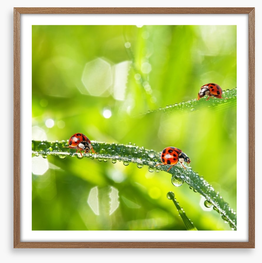 Insects