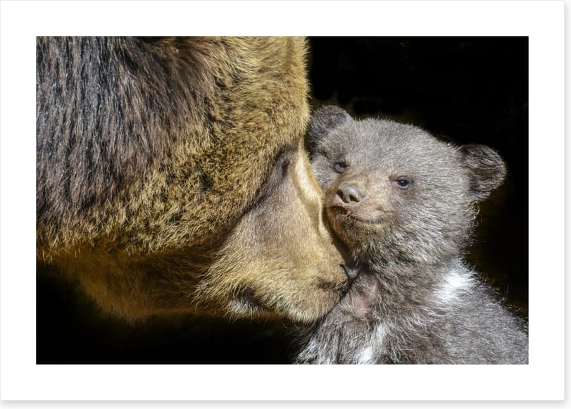 Little brown bear