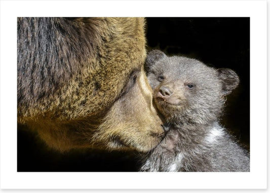 Little brown bear