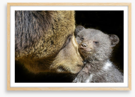 Little brown bear