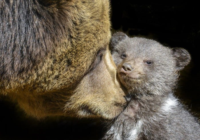 Little brown bear