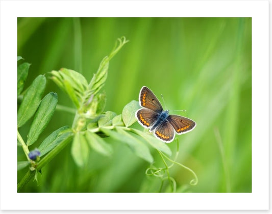 Butterflies