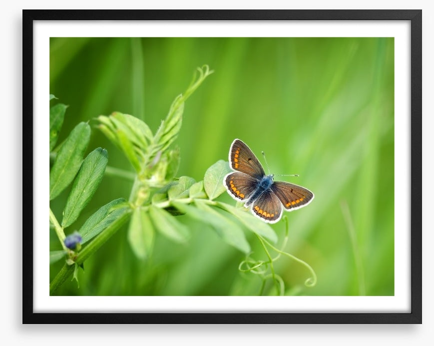 Butterflies