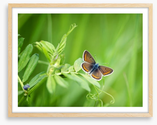Butterflies