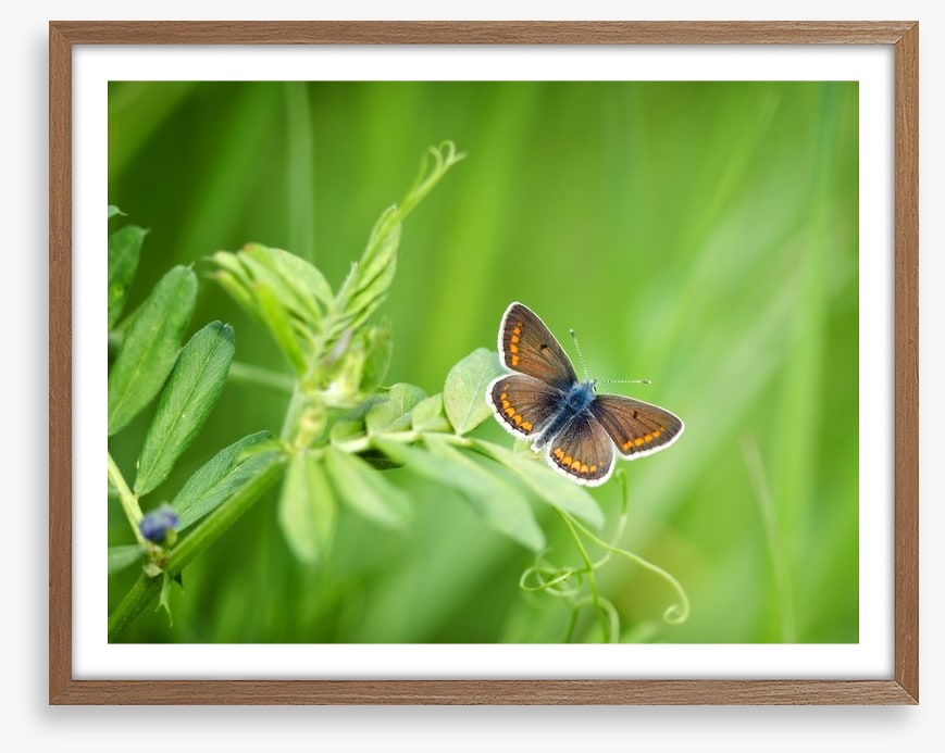 Butterflies