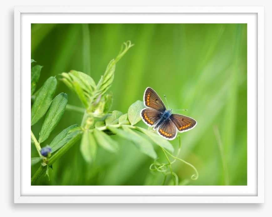 Butterflies