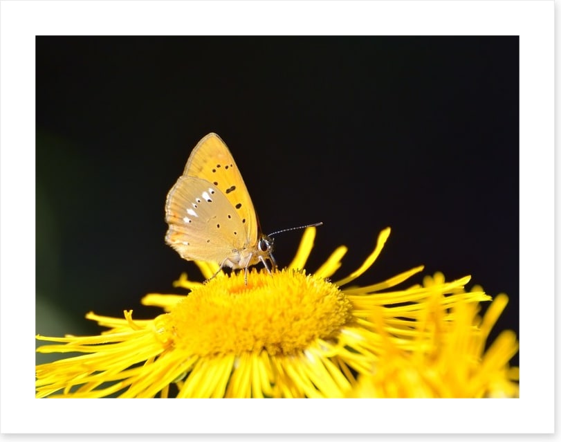 Insects