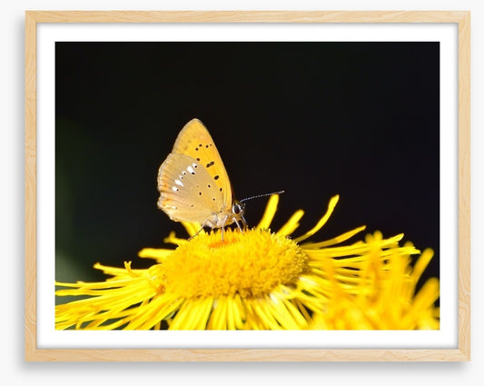 Insects