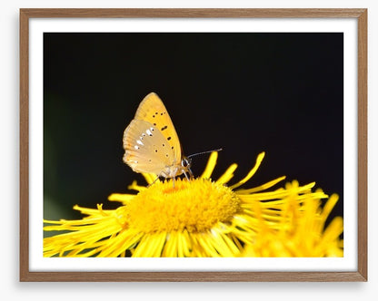 Insects