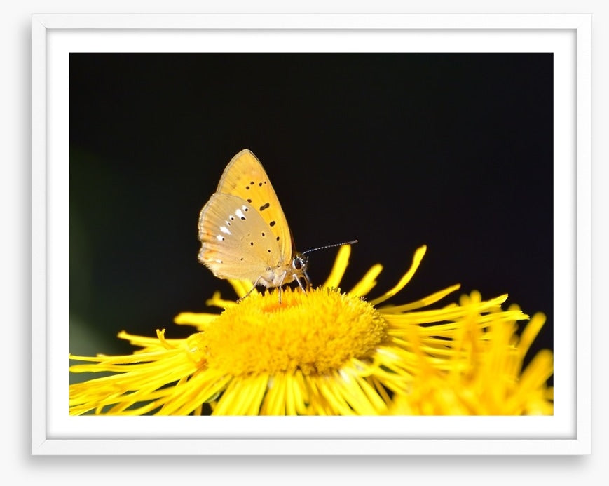 Insects