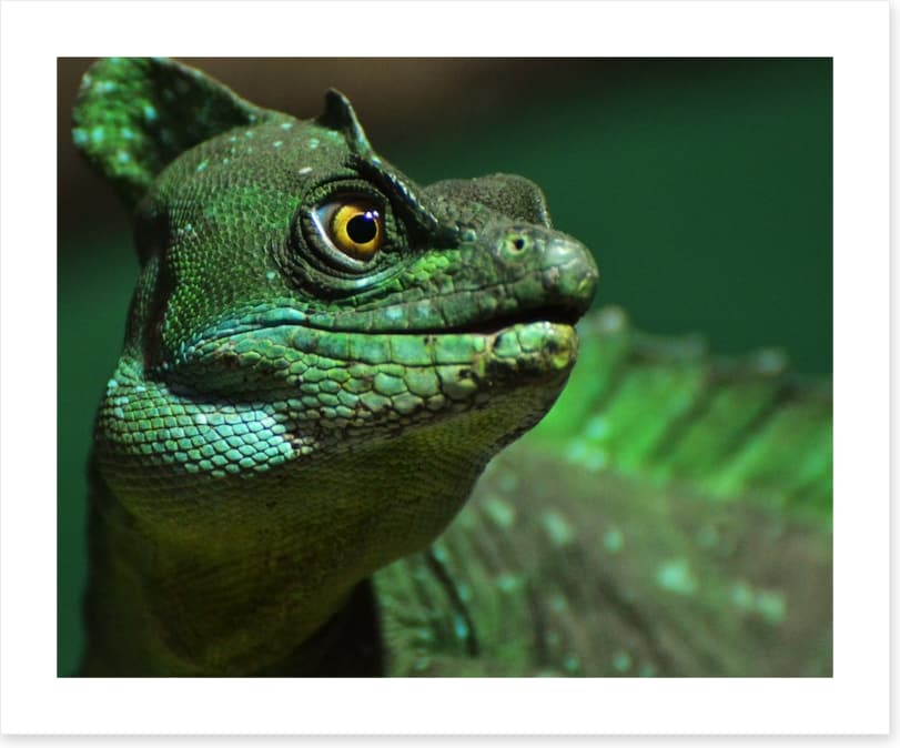 Reptiles / Amphibian