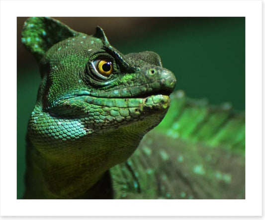 Reptiles / Amphibian
