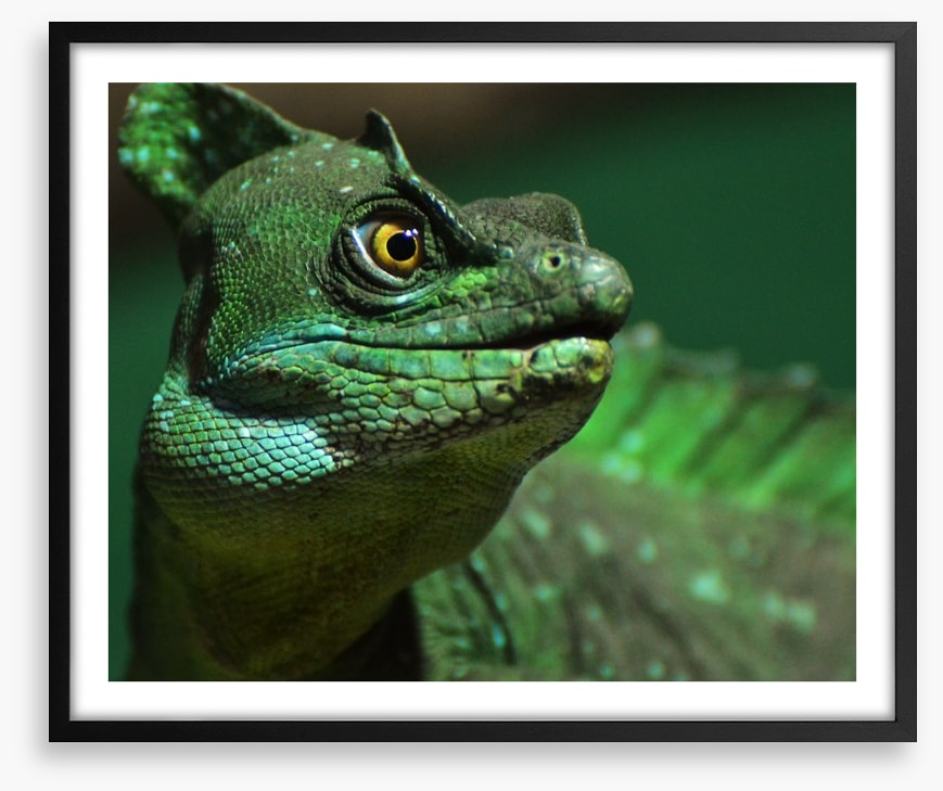 Reptiles / Amphibian