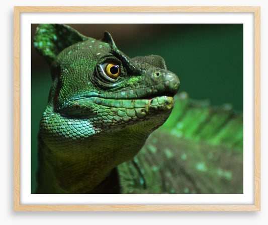 Reptiles / Amphibian
