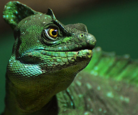 Reptiles / Amphibian
