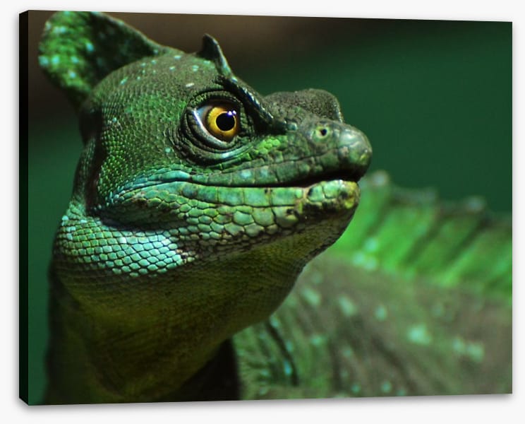 Reptiles / Amphibian