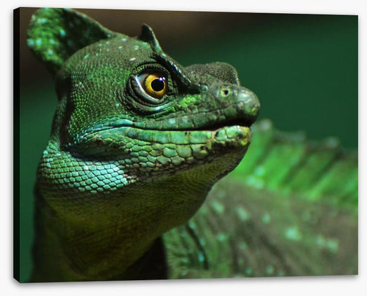 Reptiles / Amphibian